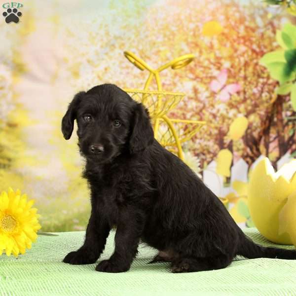 Junco, Labradoodle Puppy